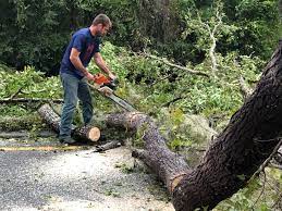 How Our Tree Care Process Works  in  Runge, TX