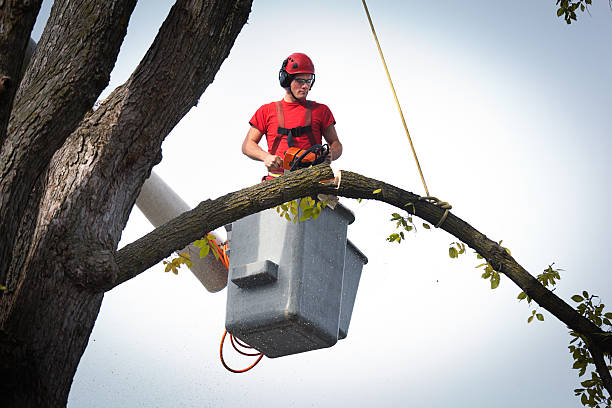 Trusted Runge, TX Tree Services Experts